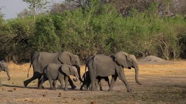 Wandelen van de groep van Afrikaanse olifanten — Stockvideo