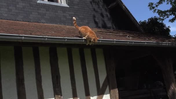 Домашня кішка стрибає з даху — стокове відео