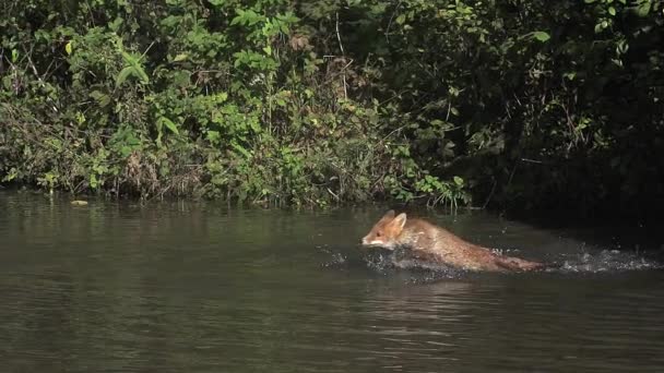 Erwachsene Rotfuchse überqueren Fluss — Stockvideo