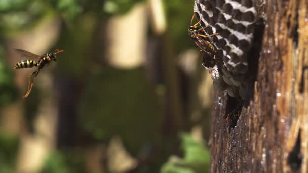 Vanlig geting vespula vulgaris flyger till boet, Slowmotion — Stockvideo