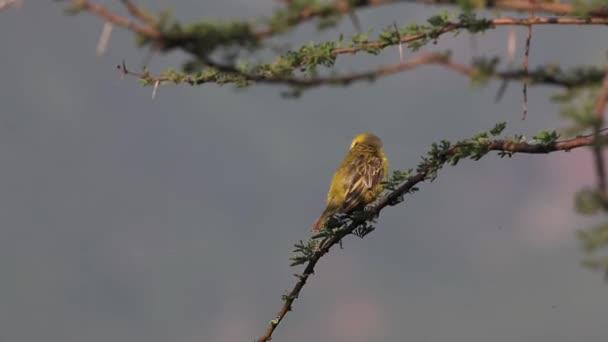 Speke's Weaver taking off from Branch — Stock Video