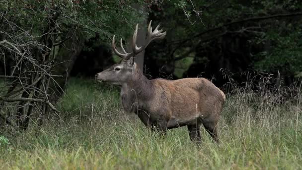 Rood hert in het bos — Stockvideo