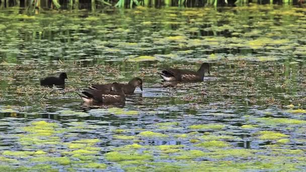 Moorhens comuns à procura de alimentos — Vídeo de Stock