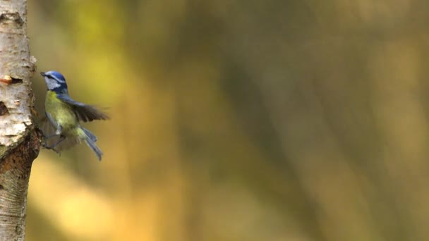 蓝山雀、 大山 caeruleus，成人在飞行，诺曼底，慢动作 — 图库视频影像