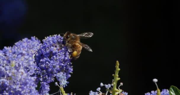 Honungsbiet att samla in Pollen från blomma — Stockvideo