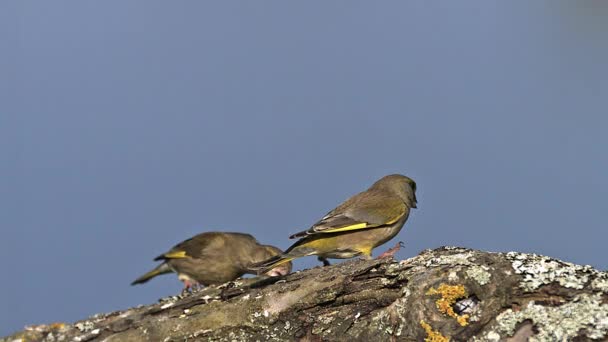 Grünfink, Weibchen greifen Männchen an — Stockvideo