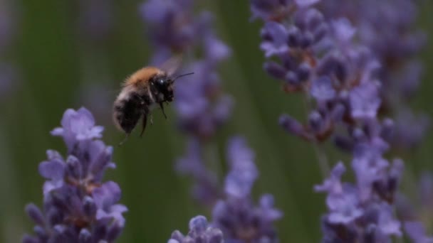 Flying Bumblebee arriba de la flor — Vídeo de stock