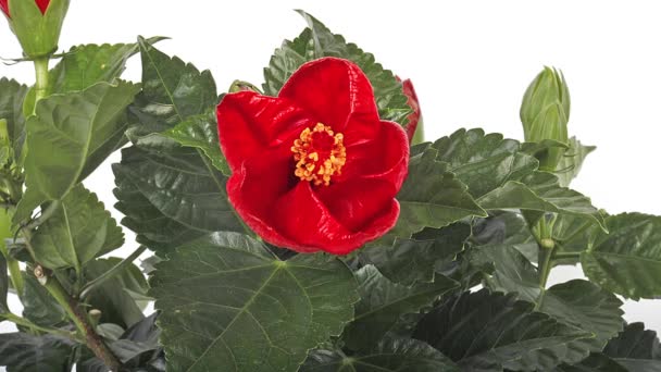 Κόκκινος ιβίσκος, λουλούδι άνοιγμα, χρόνο γύρων — Αρχείο Βίντεο