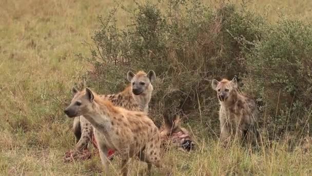 Hiena Manchada, Crocuta Crocuta, Grupo en una Matanza, Comiendo un Wildebeest, Masai Mara Park en Kenia, Tiempo Real — Vídeo de stock