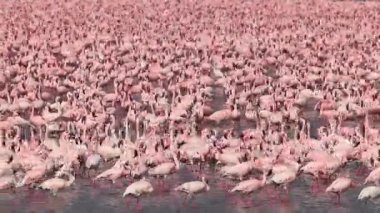Küçük Flamingo, phoenicopterus minor, grup su, Kenya, gerçek zamanlı Bogoria Gölündeki koloni içinde hareket