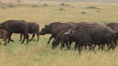 Afrika Buffalo, syncerus caffer, savana, Kenya, gerçek zamanlı Nakuru parkta yürürken sürüsü