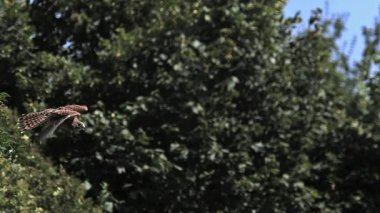 Kerkenez, falco tinnunculus, Yetişkin uçuş, Normandiya, yavaş hareket