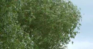Pollard söğüt ağaçları