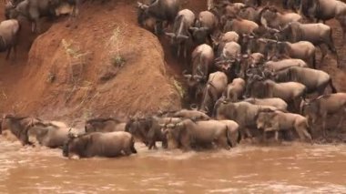 Mavi Wildebeest, connochaetes taurinus, sürüyü geçiş Mara Nehri geçiş sırasında Masai Mara Park Kenya, gerçek zamanlı