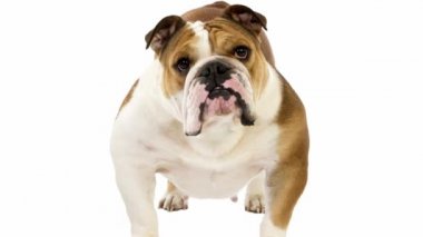 İngilizce Bulldog, erkek beyaz karşı