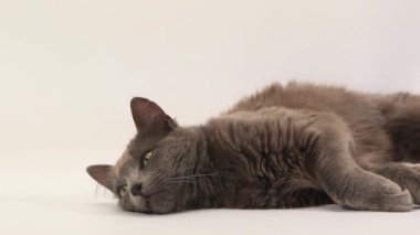 Chartreux Domestic Cat