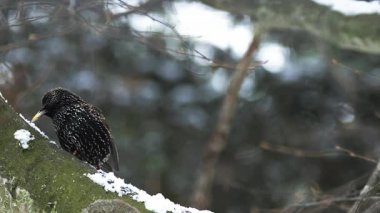 Ortak Starling, sturnus vulgaris, onun Gaga, Normandiya, ağır çekim tırmalamak Yetişkin
