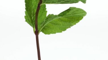 Beyaz arka plan, gerçek zamanlı 4k, hareketli görüntü karşı nane, mentha sp.