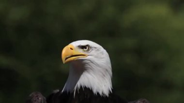 Kel kartal civarında arıyor