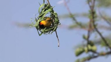 Köy Weaver yuvasına çalışma