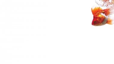 Altın Balık yüzme 