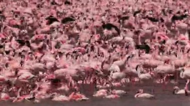 Küçük Flamingo, phoenicopterus minor, grup banyoda, Kenya, gerçek zamanlı Bogoria Gölündeki koloni