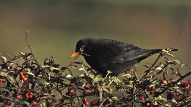 Siyah kuş, turdus merula, dağ muşmulası, Normandiya, ağır çekim meyveleri yemekten erkek