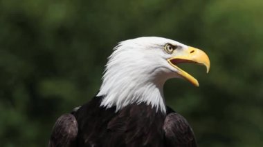 Kel kartal arama ve kalkış