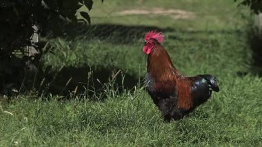 Kahverengi kırmızı horoz ötüyor