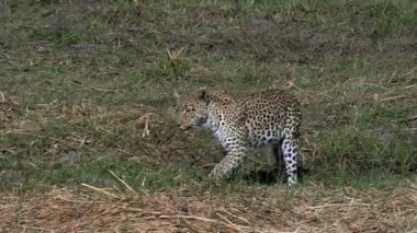 Yetişkin leopar ormanda yürüyüş