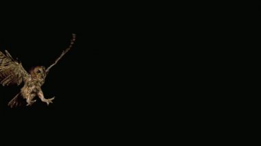 Avrasya alaca baykuş