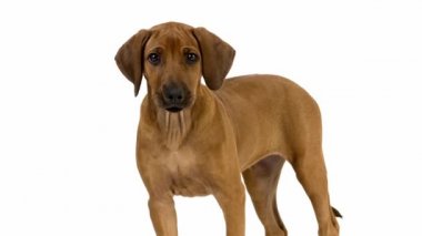Rodezya ridgeback köpek yavrusu 