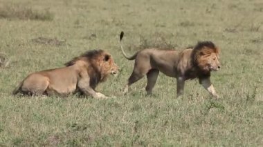 Afrika savana ile yürüyüş aslanlar