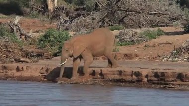 İçme suyu Afrika filleri grup
