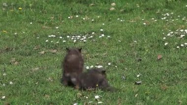 Red Fox Pups çimenlerin üzerinde oynama