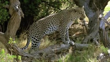 Yetişkin leopar ormanda yürüyüş