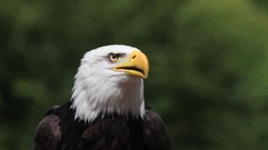 Kel kartal arama ve etrafa