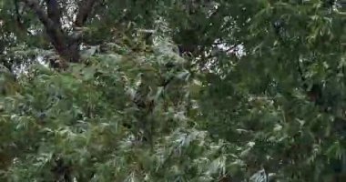 Pollard söğüt ağaçları