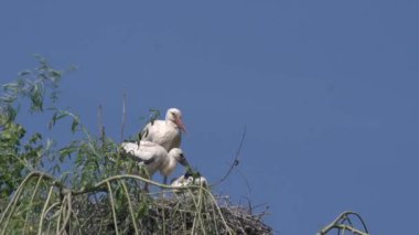 Leylek ve civciv yuvası üzerinde duran 