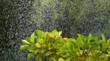 Ormangülü üzerinde düşen yağmur damlaları