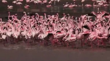 Küçük Flamingo, phoenicopterus minor, grup banyoda, Kenya, gerçek zamanlı Bogoria Gölündeki koloni