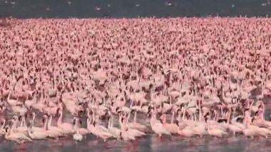 Küçük Flamingo, phoenicopterus minor, grup su, Kenya, gerçek zamanlı Bogoria Gölündeki koloni içinde hareket