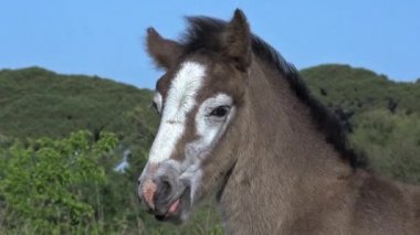 vahşi camargue ATI