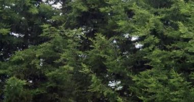 Rüzgarda sallanan çam ağaçları