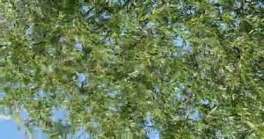 Pollard söğüt ağaçları