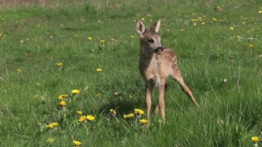 Karaca, capreolus capreolus, yürümek çayır Sarı çiçekli, Normandiya Fransa, gerçek zamanlı Fawn