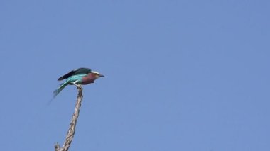 Lila Breasted Roller, coracias caudata, Botswana, ağır çekim Okavango Deltası şubesinden, uçuş, kalktıktan Yetişkin