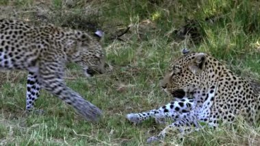 Yetişkin leopar çim döşeme