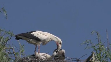 Leylek ve civciv yuvası üzerinde duran 