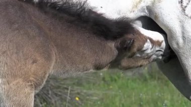 Camargue atı, yavru yavru, Saintes Marie de la Mer Güney Fransa, gerçek zamanlı